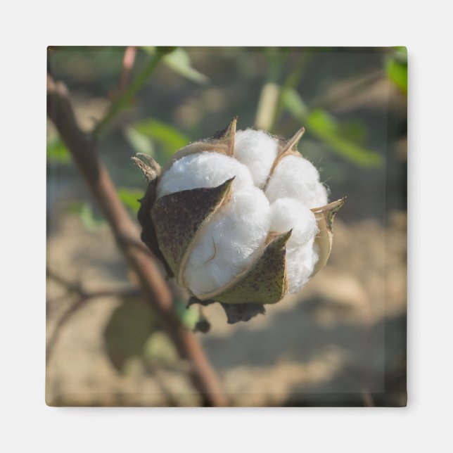 Cotton Bud Magnet (Vorne)