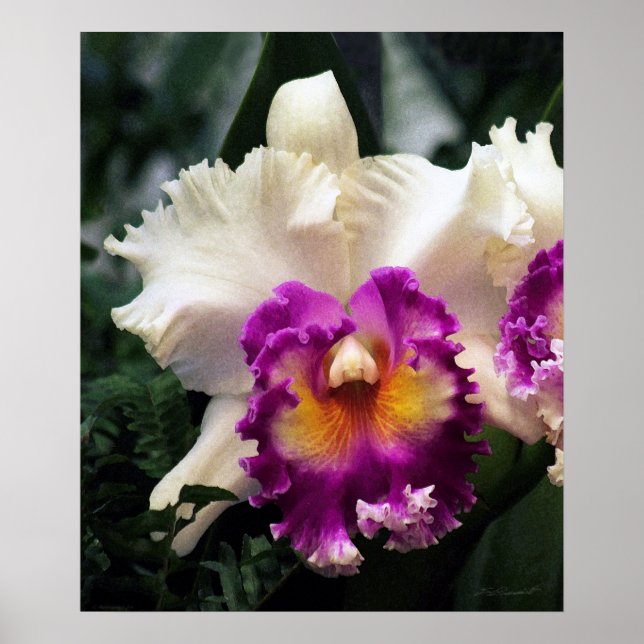 Cotton Candy Orchid V Print -20x24 - oder kleiner Poster (Vorne)