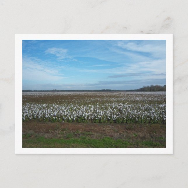 Cotton Field Florida Postkarte (Vorderseite)