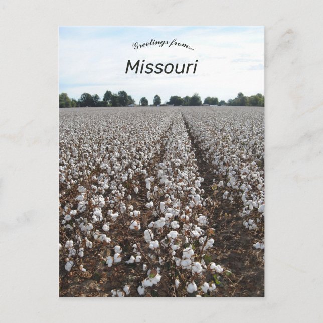 Cotton Field Harvest Missouri Postkarte (Vorderseite)