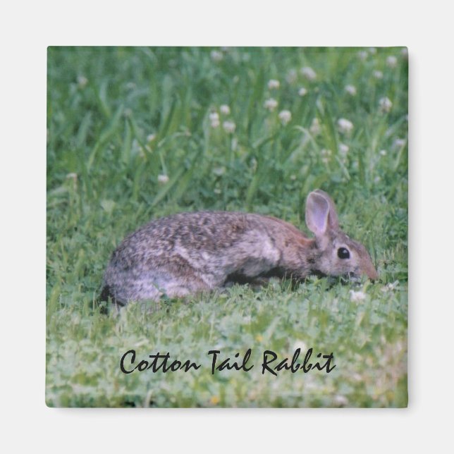 Cotton-Schwanz-Rabbit-Magnet Magnet (Vorne)