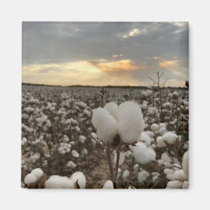 Cotton Sunset Magnet