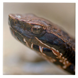 Cottonmouth Closeup Fliese