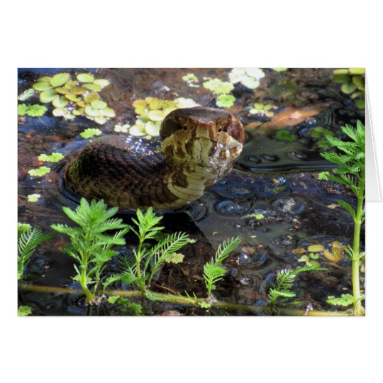 Cottonmouth-Gruß-Karte Karte