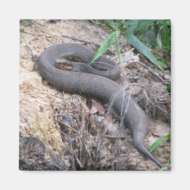 Cottonmouth Snake Basking Magnet (Vorne)