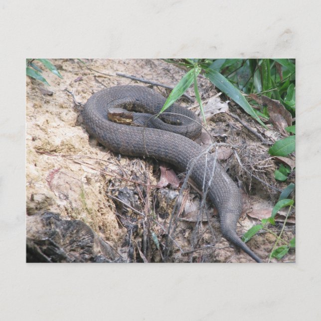 Cottonmouth Snake Basking Postkarte (Vorderseite)