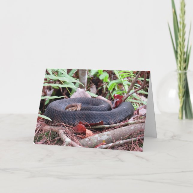 Cottonmouth Snake Grußkarte Karte (Vorderseite)