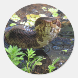 Cottonmouth / Wassermoccasin / Schlangenaufkleber Runder Aufkleber