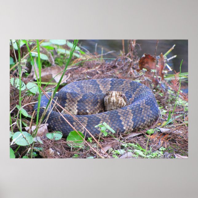 Cottonmouth Water Moccasine Coil Poster (Vorne)