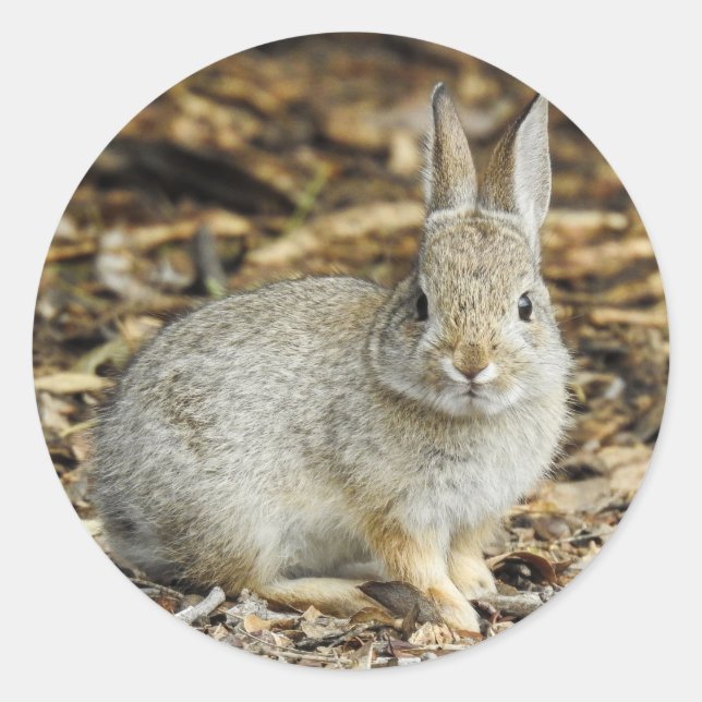 Cottontail-Aufkleber Runder Aufkleber (Vorderseite)