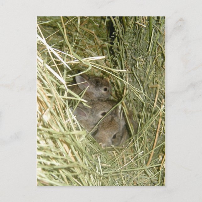 Cottontail Bunnies Postkarte (Vorderseite)