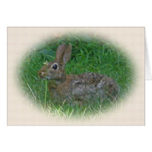 Cottontail Bunny Rabbit Koordinaten