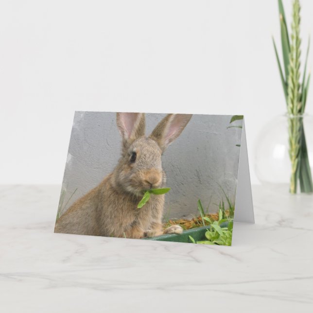 Cottontail Rabbit Grußkarte Karte (Vorderseite)