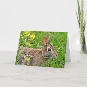 Cottontail Rabbit Notecard Karte