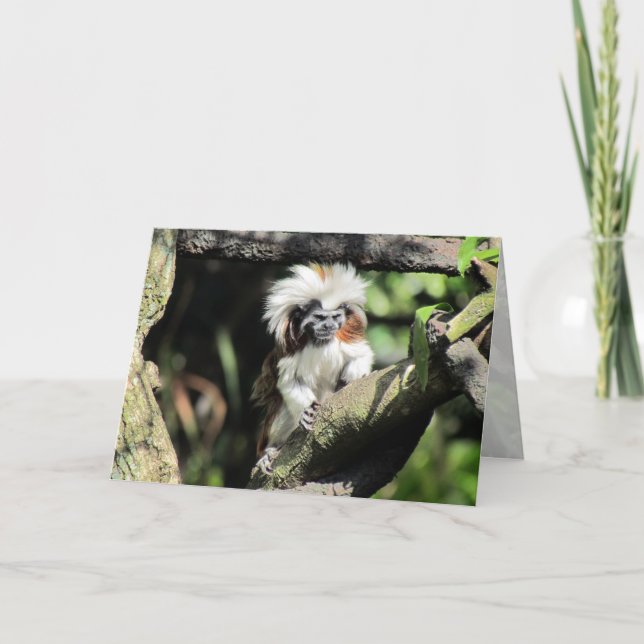 Cottontop Tamarin Grußkarte Karte (Vorderseite)