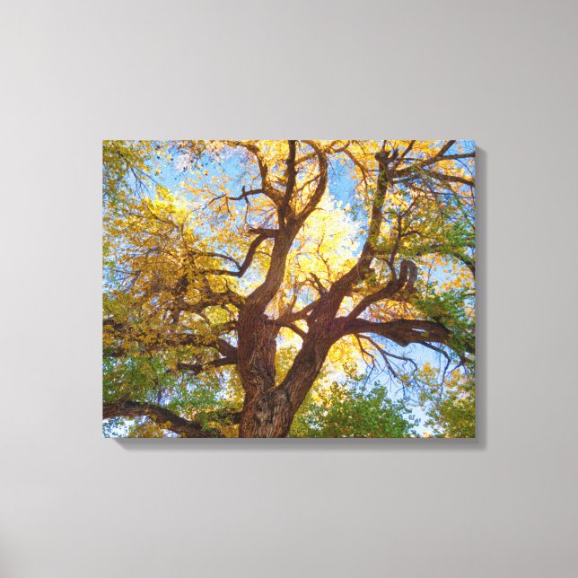 Cottonwood Tree | Capitol Reef National Park, Utah Leinwanddruck (Vorderseite)