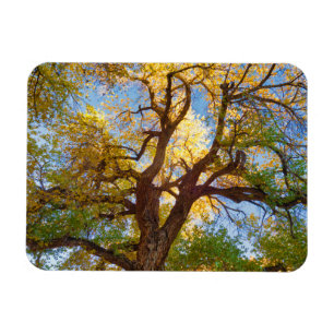 Cottonwood Tree Hauptstadt Reef National Park, U Magnet