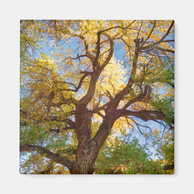 Cottonwood Tree | Hauptstadt Reef National Park, U Magnet (Vorne)