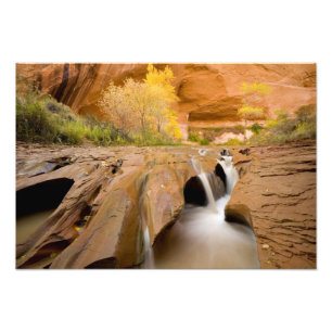 Cottonwoods im Herbst, Coyote Gulch, Glen Fotodruck