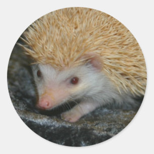 Cotty Süsseaufkleber Runder Aufkleber