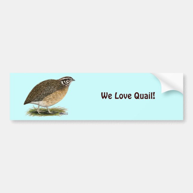 Coturnix Pharaoh Quail Autoaufkleber (Vorne)