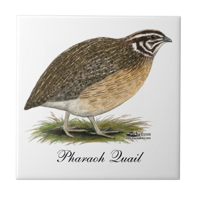 Coturnix Pharaoh Quail Fliese (Vorderseite)
