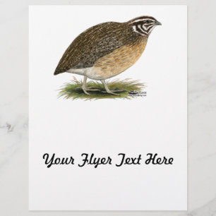 Coturnix Pharaoh Quail Flyer