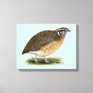 Coturnix Pharaoh Quail Leinwanddruck