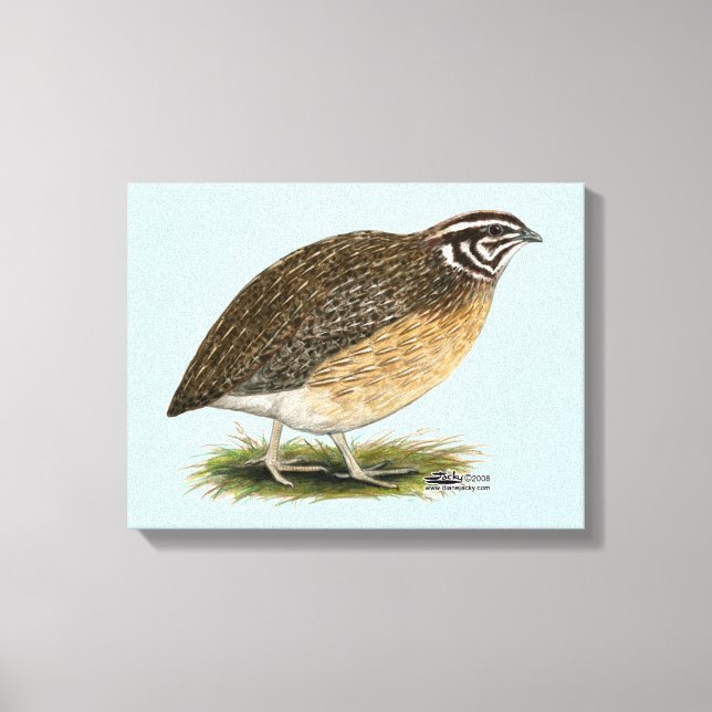 Coturnix Pharaoh Quail Leinwanddruck (Vorderseite)