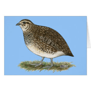 Coturnix Quail