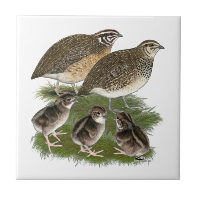 Coturnix Quail Fliese (Vorderseite)