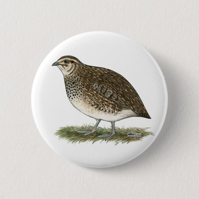 Coturnix Quail Hen Button (Vorderseite)