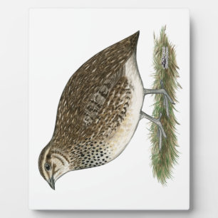 Coturnix Quail Hen Fotoplatte