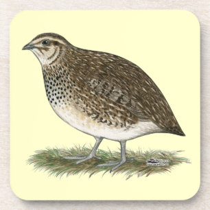 Coturnix Quail Hen Untersetzer