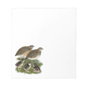 Coturnix Quail Notizblock