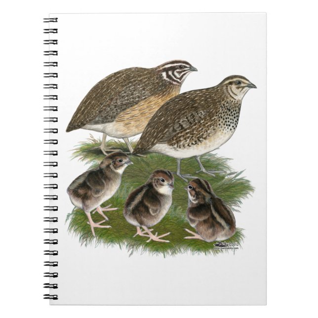 Coturnix Quail Notizblock (Vorderseite)