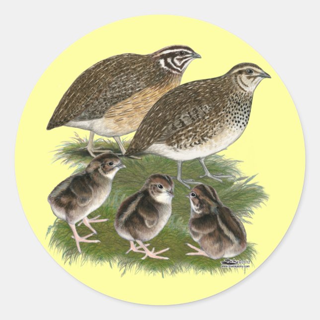 Coturnix Quail Runder Aufkleber (Vorderseite)