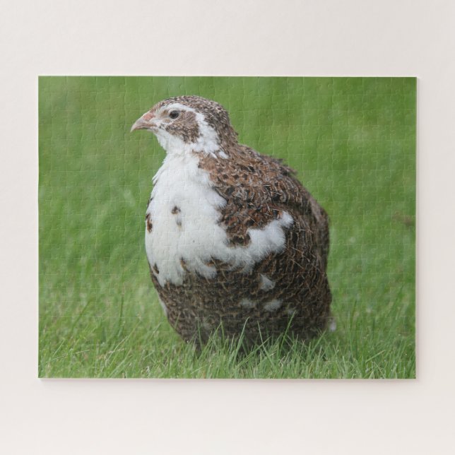 Coturnix Wachtel im Gras (Horizontal)