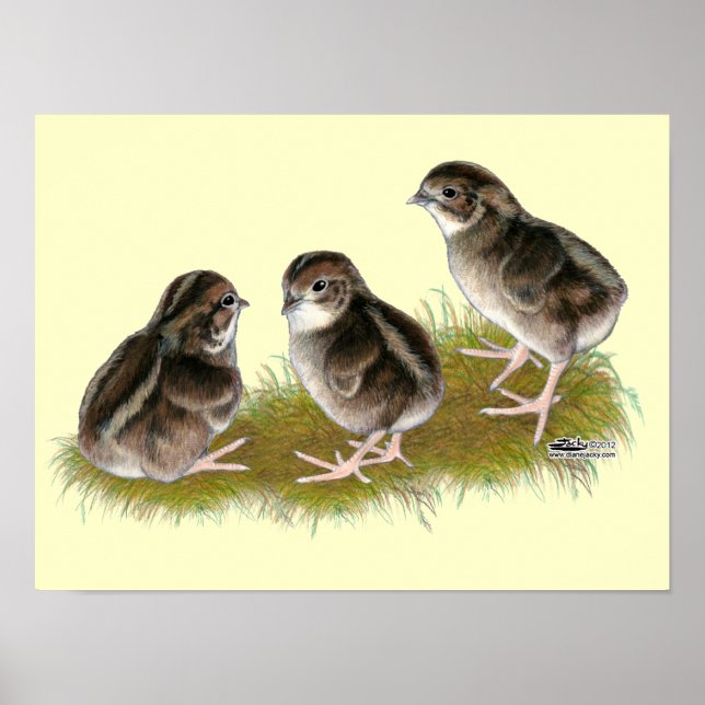 Coturnix-Wachtelküken Poster (Vorne)