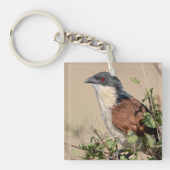 Coucal de Burchell (Devant)