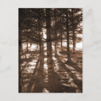 Coucher de soleil dans la carte postale de la forê