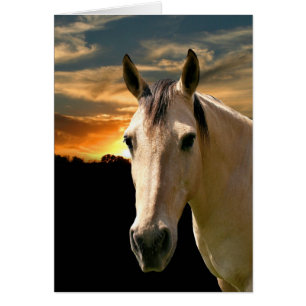 Coucher de soleil de cheval de Buckskin