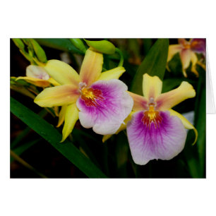 Coucher de soleil de Miltonia