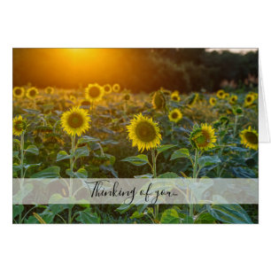 Coucher De Soleil Sur Le Terrain De Tournesol Pens