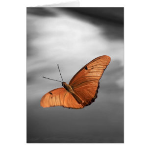 Coucher du soleil avec le papillon