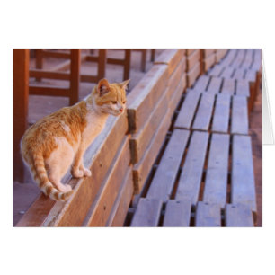 Coucher du soleil Kitty