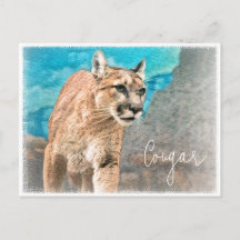 Cougar ポストカード