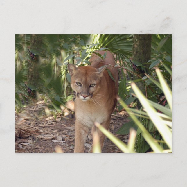 Cougar 020 postkarte (Vorderseite)