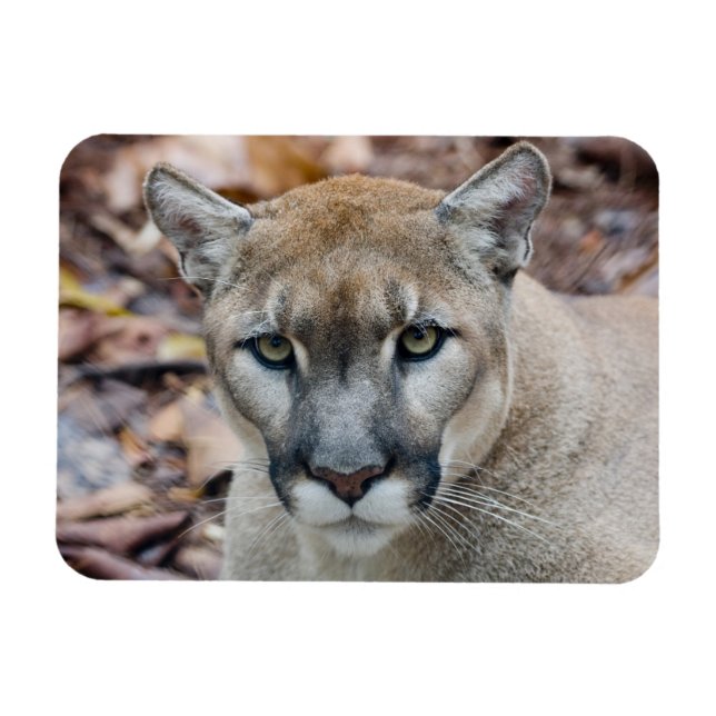 Cougar, Berglöwe, Panther Florida, Puma Magnet (Horizontal)