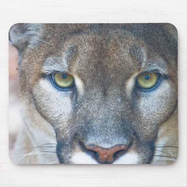 Cougar, Berglöwe, Panther Florida, Puma Mousepad (Vorne)